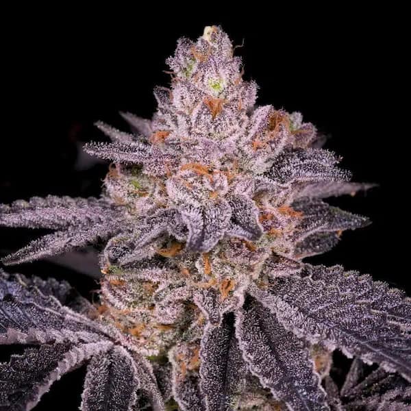 Milky Hurricane Seed > Elev8 Seeds | Feminized Cannabis   |  Hybrid